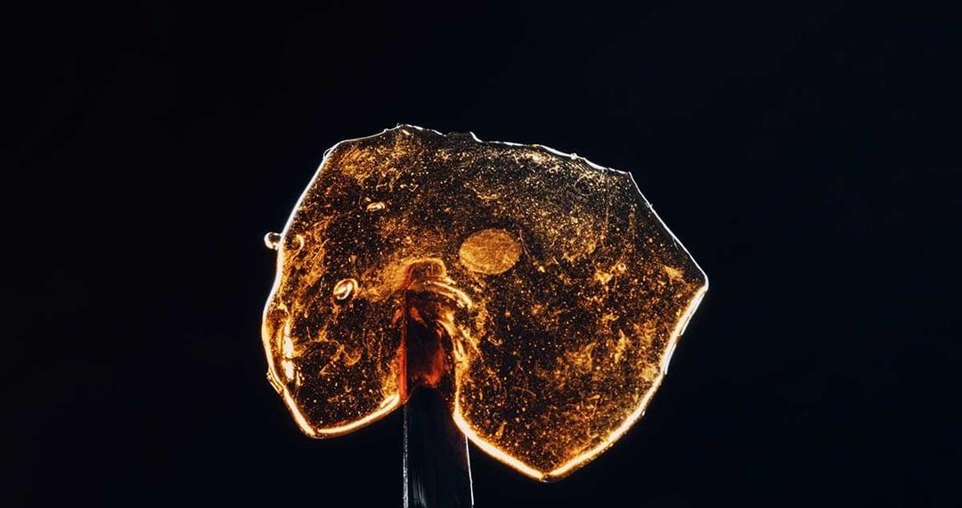 Solventless vs. Solvent-free Concentrates