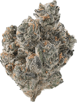 Blueberry Forum
